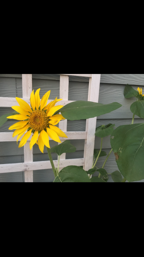 Sunflower in the ground against a white fence outside