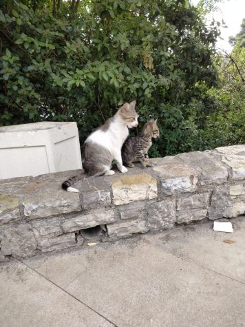 two cats sitting on a rock wall