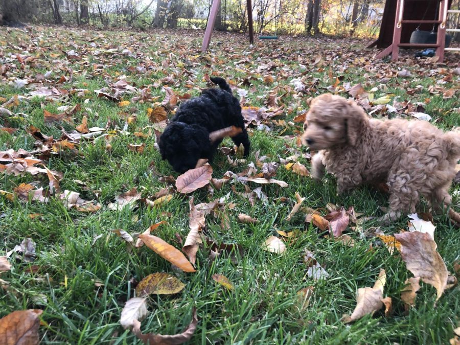 These are the two puppies from the last litter. They loved to play in the leaves, and the blond one blended in pretty well with the ground. Both boys were super sweet and energetic, and loved to chase when we took them outdoors.
