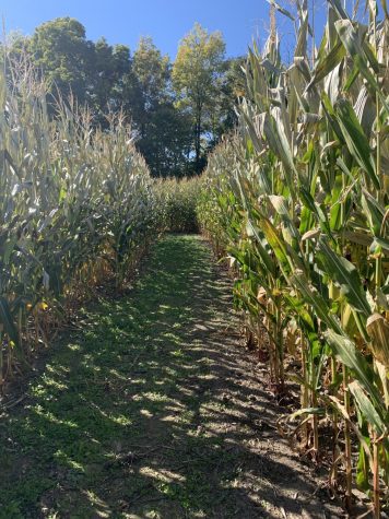 There are two corn mazes. There is an adult one that is expansive and a kids one that is smaller. 
