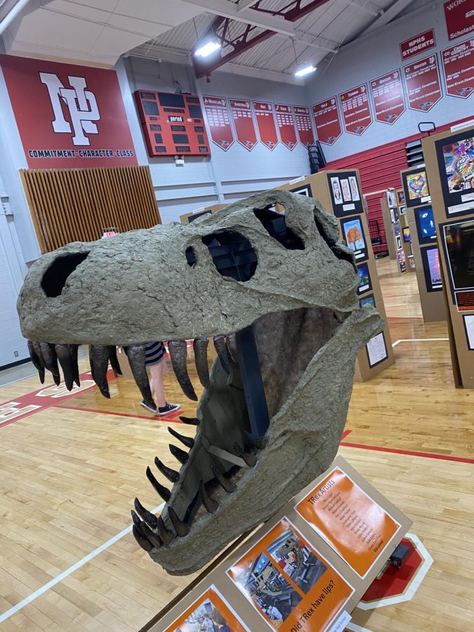 A dinosaur skull sculpture that was created by New Palestine High School art students.
