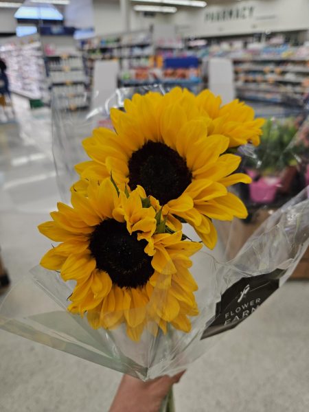 Sunflowers display a fascinating black circular pit with large soft, yellow petals. 