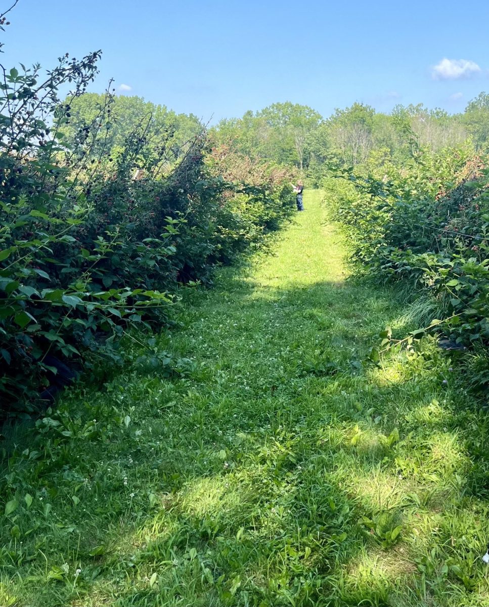 Wild Blackberry Farms is a place in Fortville where people can pick blackberries in the summer. It is open to the public in July and August. During those months, there are rows of blackberry plants growing. They can be picked and bought.
