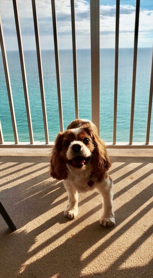 A playful pup poses by the water.