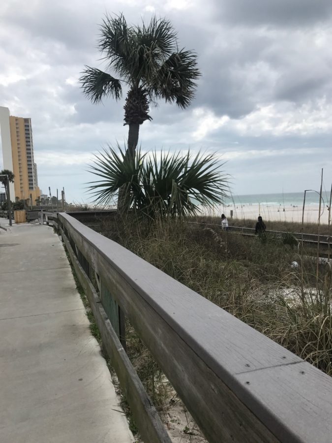 Palm trees in Panama City