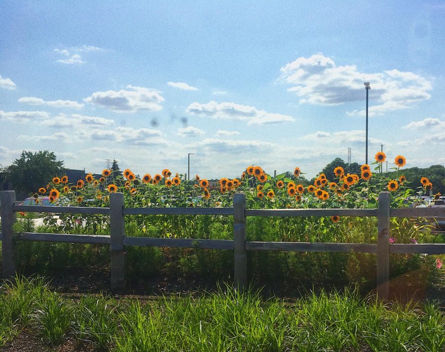 Sunflower Garden