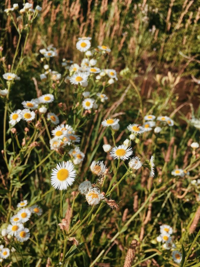 Daisies 