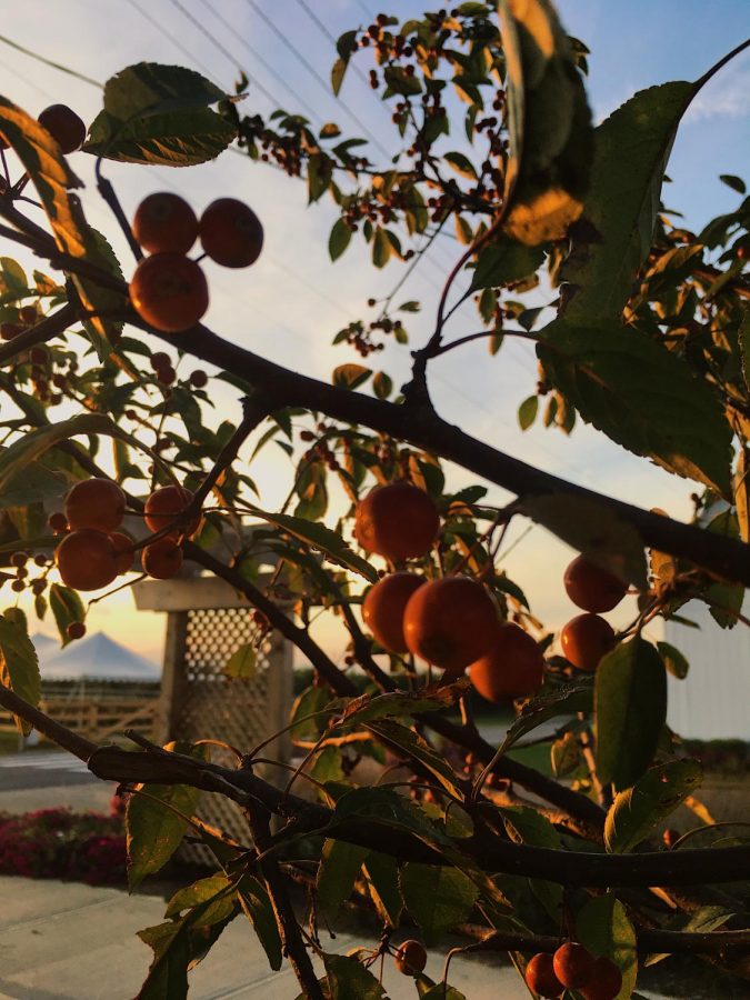 Apple Trees