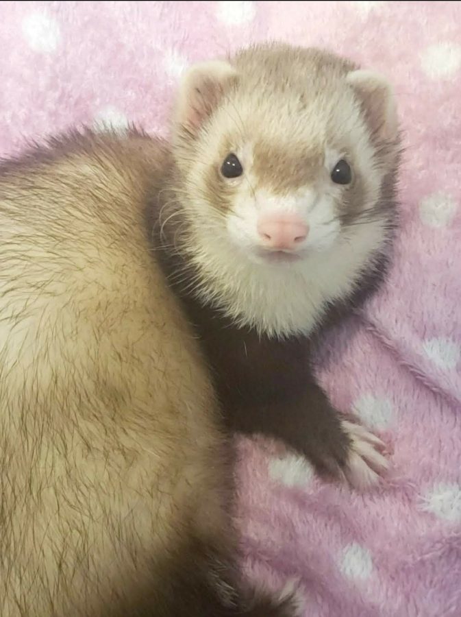 Ferret Picture