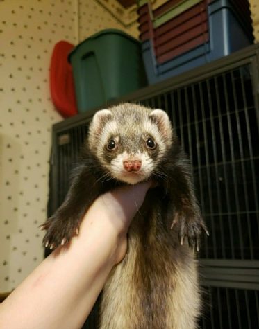 ferret