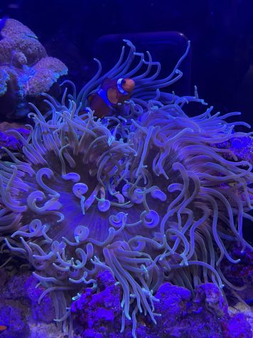  The New Video Aquarium : Tang, Yellow, Anemone, Sea, Aquarium,  Living Reef, Fish, Scorpion, Fish, Moorish Idol, Aquarium, Maine, Siporin,  Steve: Movies & TV