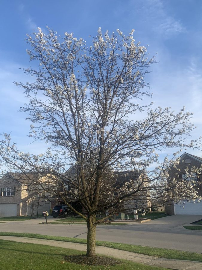 Trees have also bloomed with flowers and begun to grow their leaves. The flowers come and go quickly, but the leaves will be there throughout the season and into the next.
