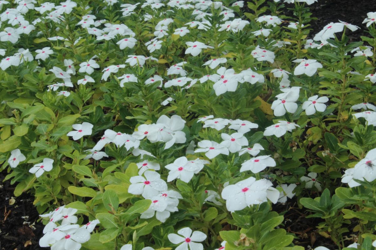 This shows a large collection of flowers glimmering after a rain shower. 
