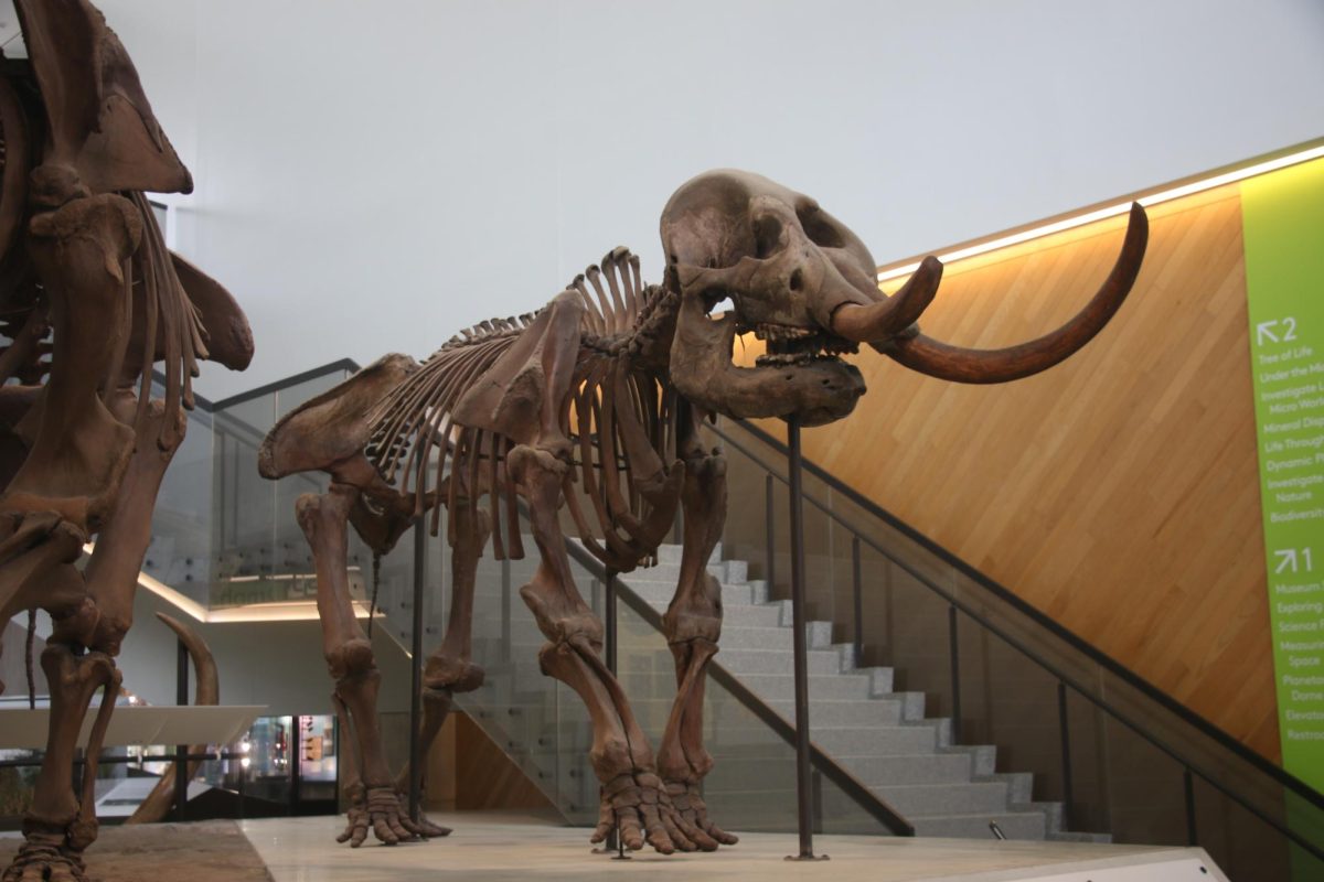 A mastodon skeleton at the University of Michigan’s Museum of Natural History.
